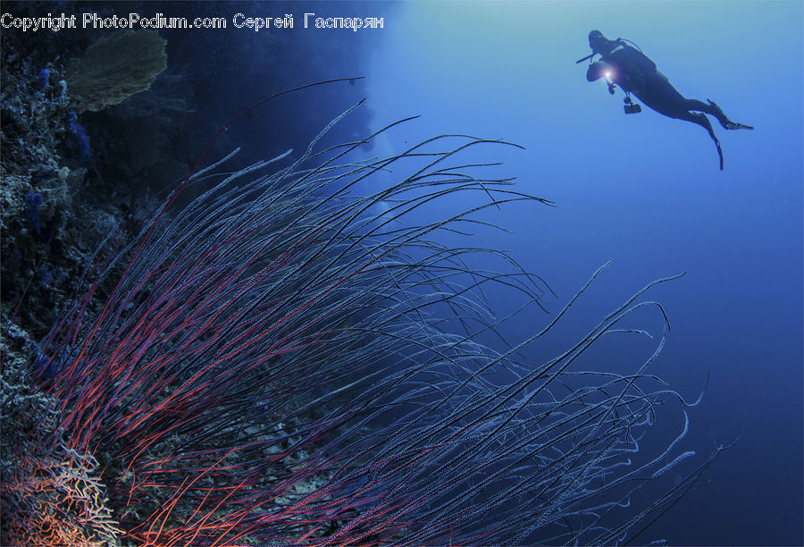 Coral Reef, Outdoors, Reef, Sea, Sea Life, Water, Diver
