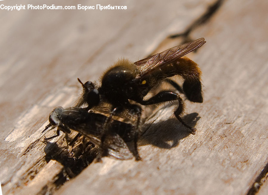 Bee, Insect, Invertebrate, Andrena, Apidae, Bumblebee, Honey Bee