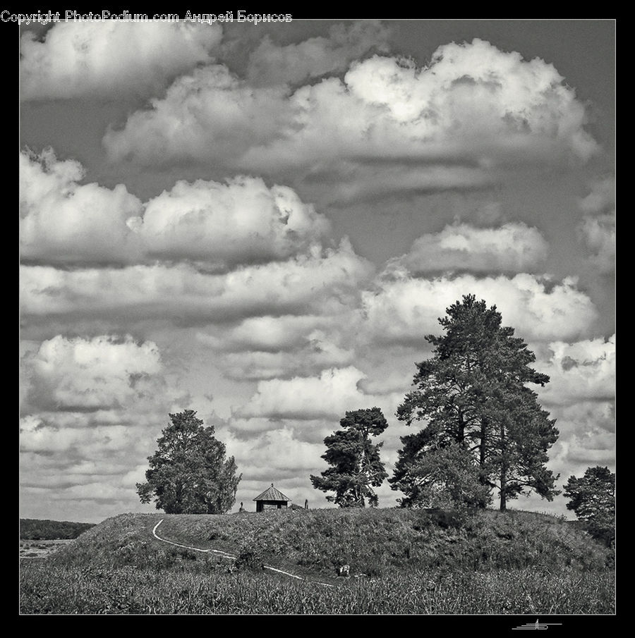 Cloud, Cumulus, Sky, Plant, Tree, Oak, Wood