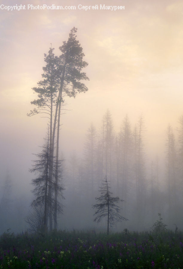 Fog, Mist, Outdoors
