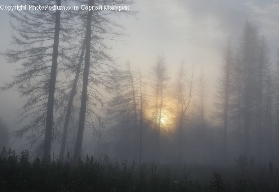 Fog, Dawn, Dusk, Sky, Sunrise, Sunset, Mist