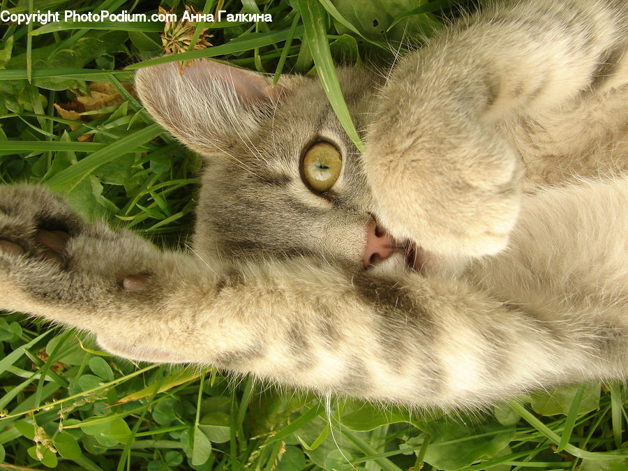 Animal, Cat, Kitten, Mammal, Pet, Plant, Vegetation