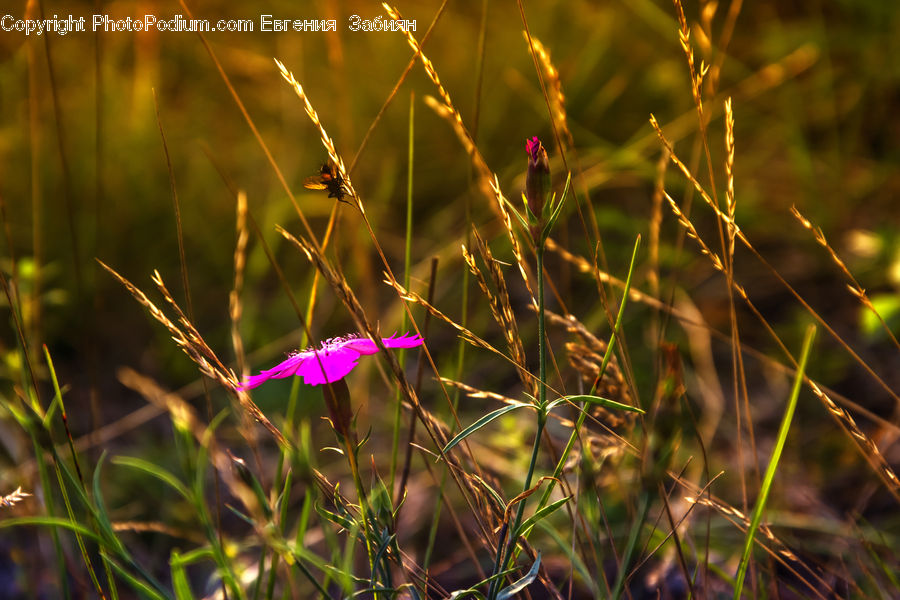 Field, Grass, Grassland, Plant, Blossom, Flora, Flower