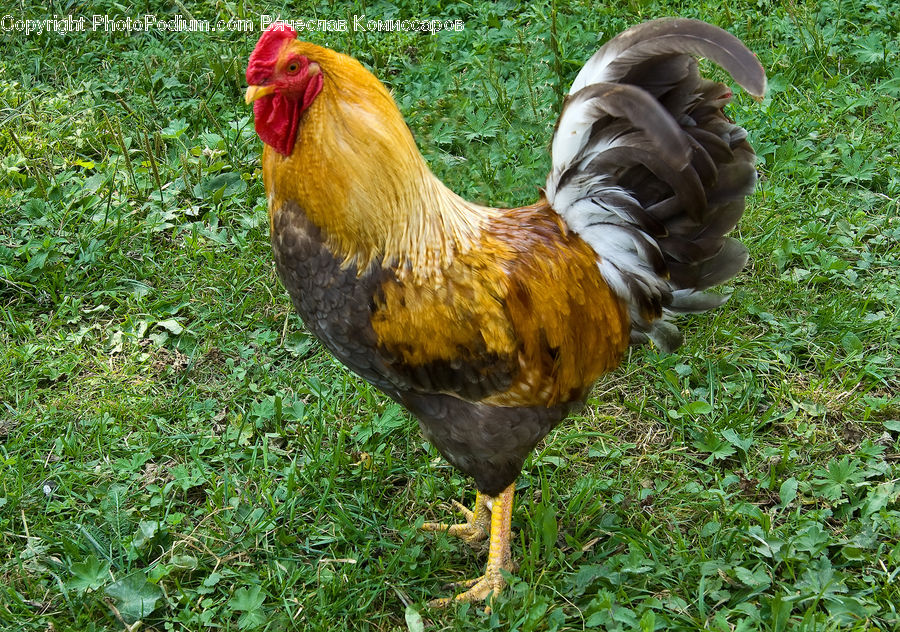 Fowl, Chicken, Cock Bird, Poultry, Rooster, Flora, Flower