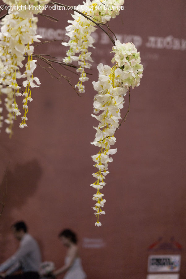 People, Person, Human, Blossom, Flora, Flower, Plant