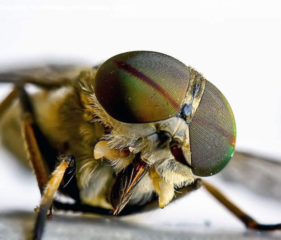 Bee, Hornet, Insect, Invertebrate, Wasp, Asilidae