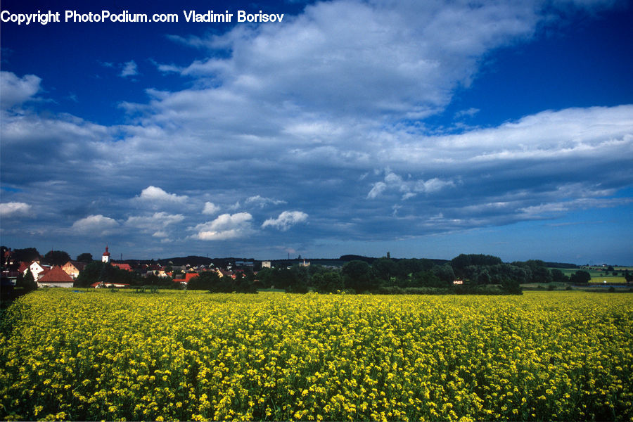Field, Beacon, Building, Lighthouse, Grass, Grassland, Meadow