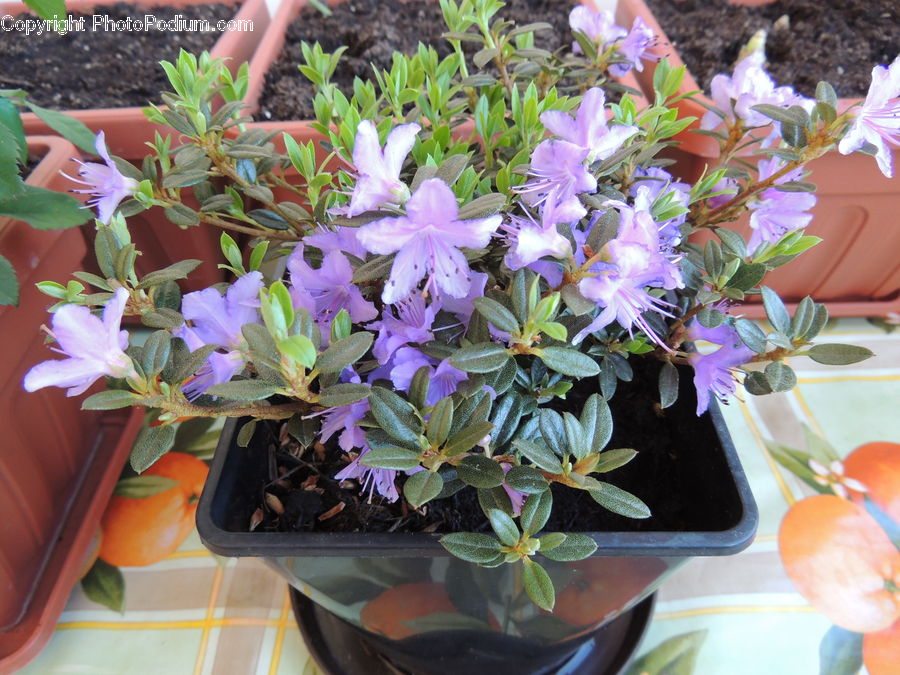 Plant, Potted Plant, Flower, Flower Arrangement, Flower Bouquet, Floral Design, Ikebana