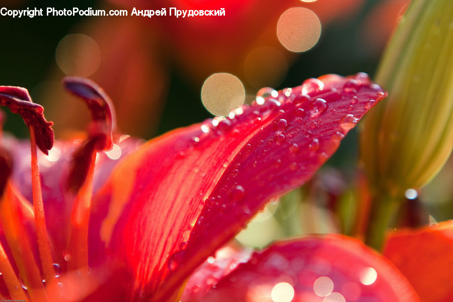 Flora, Pollen, Blossom, Flower, Geranium, Plant, Petal