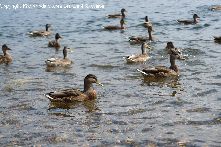 Bird, Goose, Waterfowl, Duck, Teal