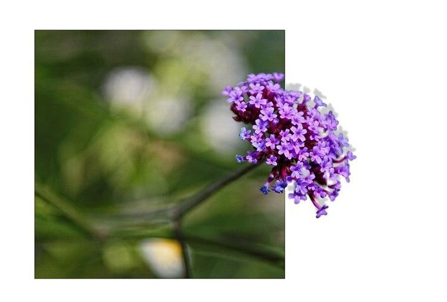 Blossom, Flower, Lilac, Plant, Flora, Allium, Bush