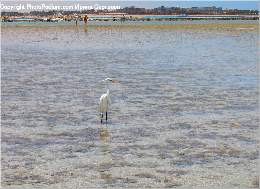 Bird, Crane Bird, Heron, Outdoors, Sea, Water, Landscape