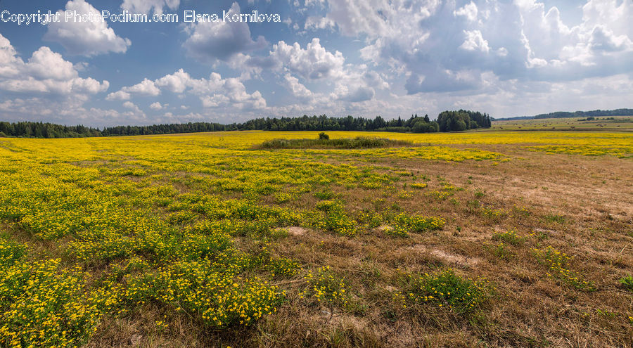 Field, Grass, Grassland, Land, Outdoors, Meadow, Pasture