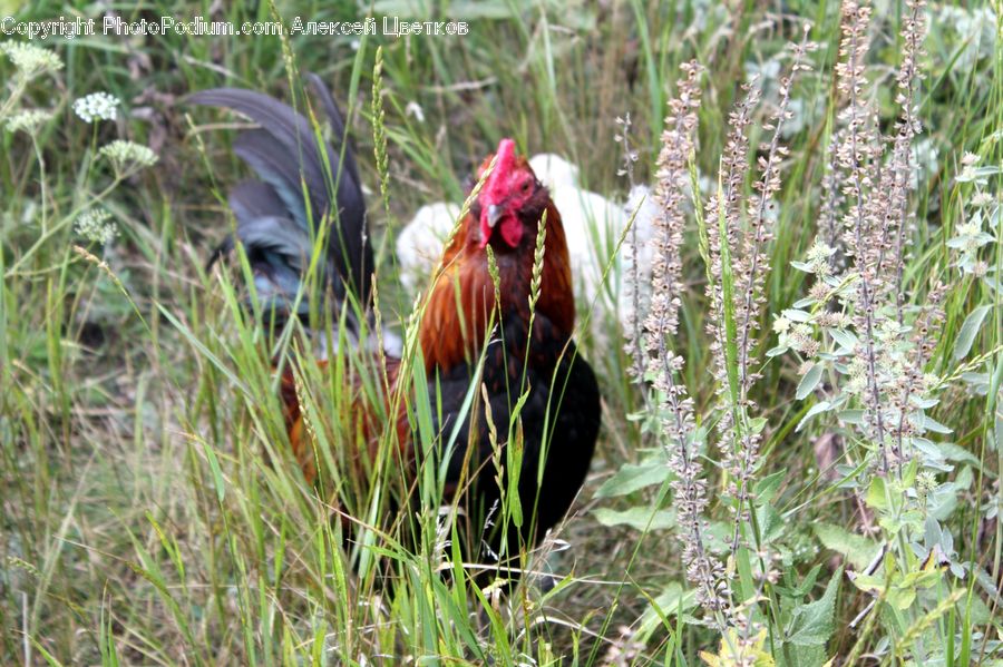 Chicken, Cock Bird, Fowl, Poultry, Rooster, Forest, Jungle