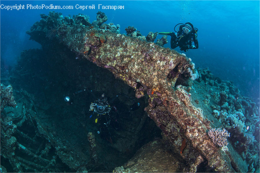 Coral Reef, Outdoors, Reef, Sea, Sea Life, Water, Diver