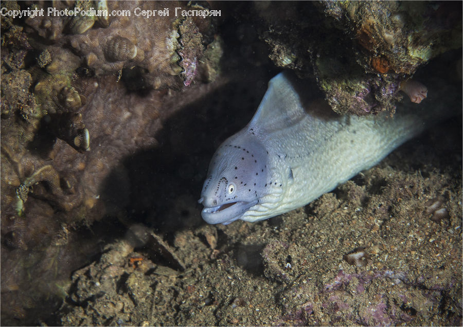 Eel, Fish, Sea Life