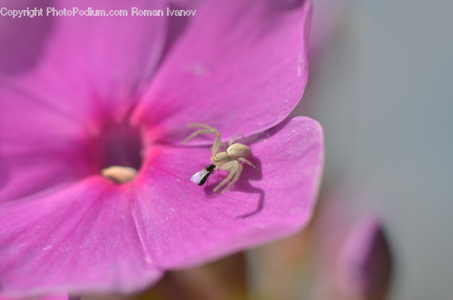 Blossom, Flora, Flower, Geranium, Plant, Anther, Petal