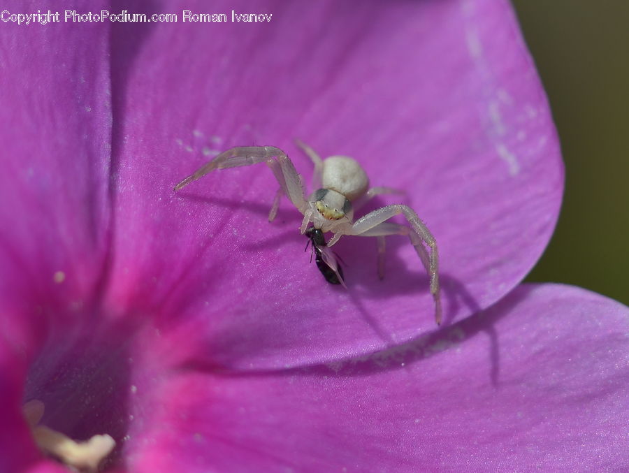 Arachnid, Garden Spider, Insect, Invertebrate, Spider, Blossom, Flora