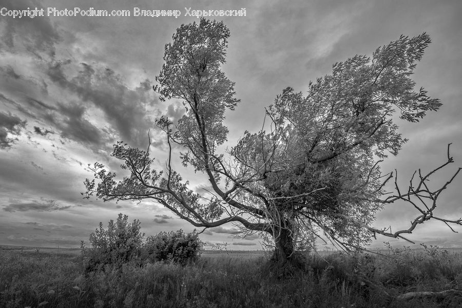 Plant, Tree, Oak, Wood, Bush, Vegetation, Countryside