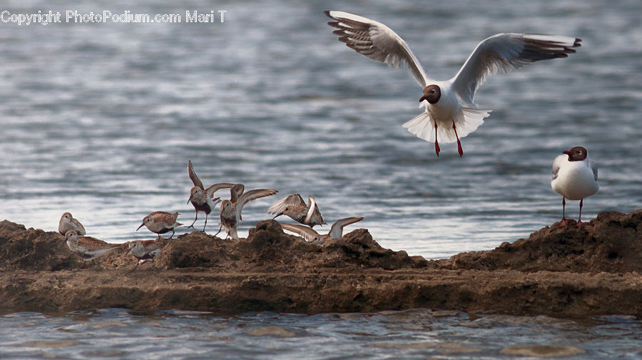 Bird, Seagull, Goose, Waterfowl, Booby, Kite Bird