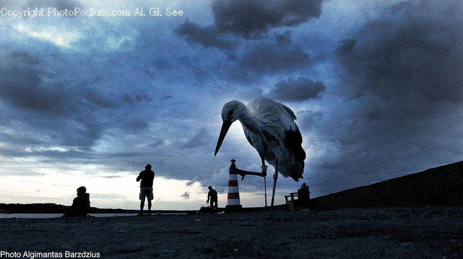 Bird, Crane Bird, Heron, Stork
