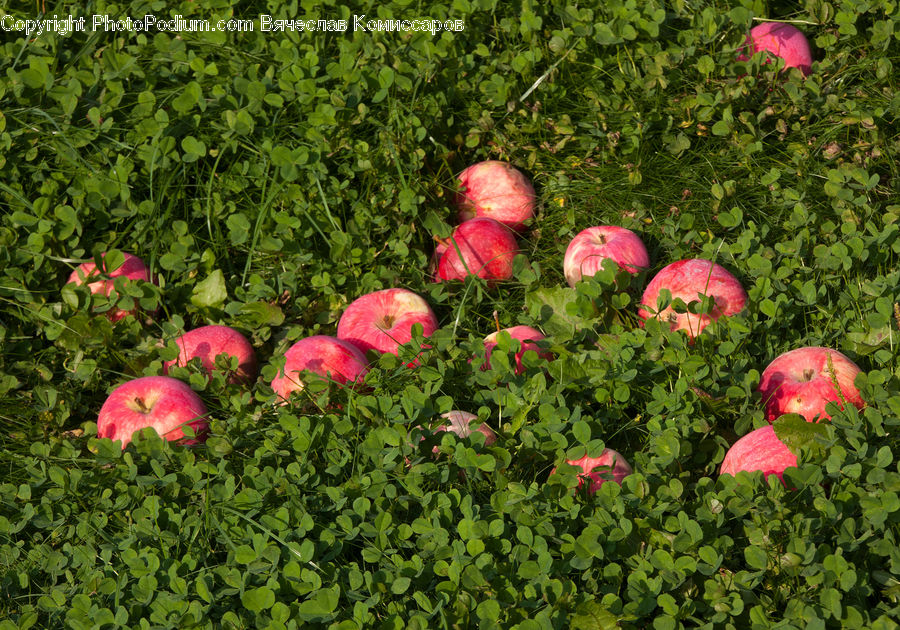 Apple, Fruit, Blossom, Flower, Peony, Plant, Pomegranate