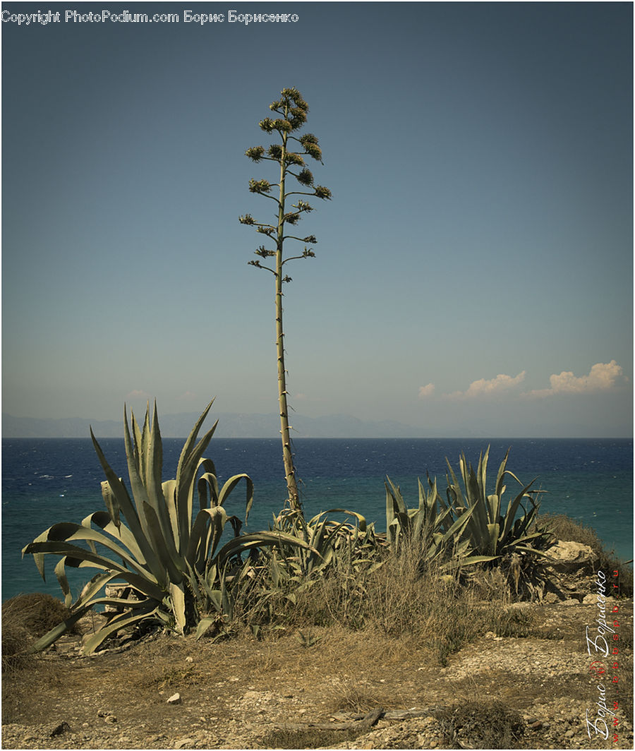 Aloe, Plant, Fiber, Flax, Flora, Flower, Field
