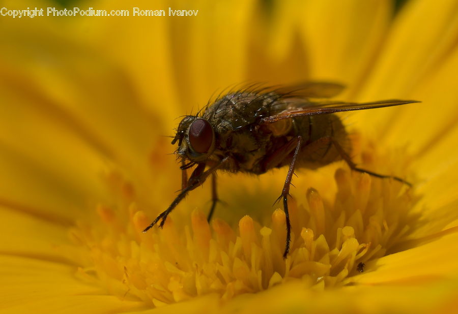 Fly, Invertebrate, Bee, Insect