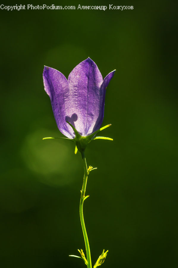 Blossom, Flora, Flower, Geranium, Plant, Violet, Crocus