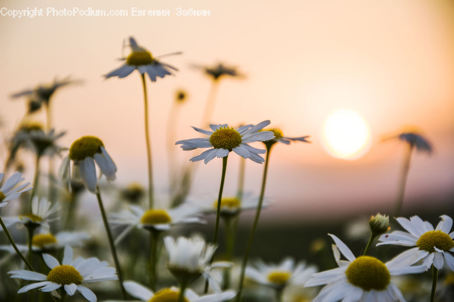 Daisies, Daisy, Flower, Plant, Flora, Pollen, Blossom