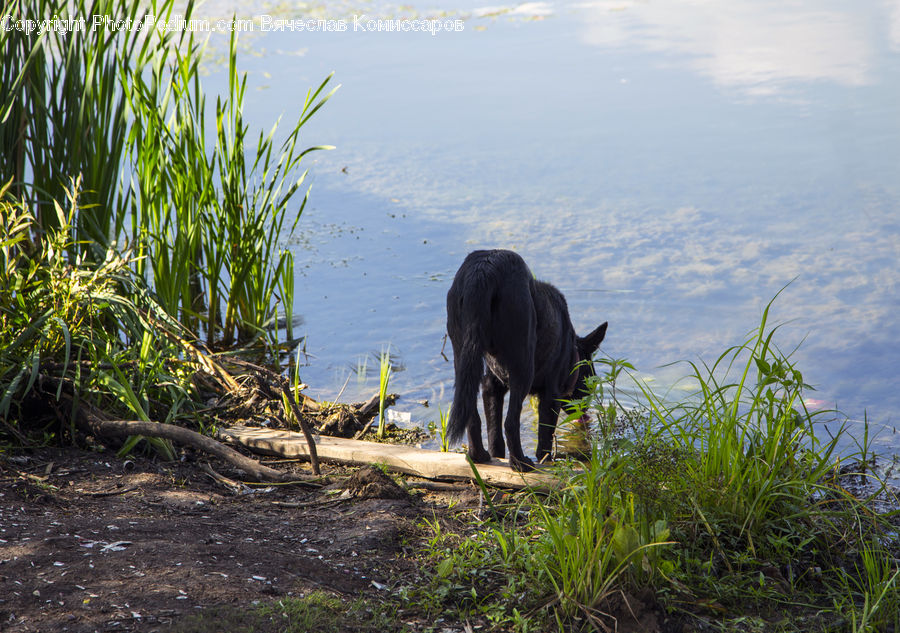 Animal, Bear, Black Bear, Mammal, Field, Grass, Grassland