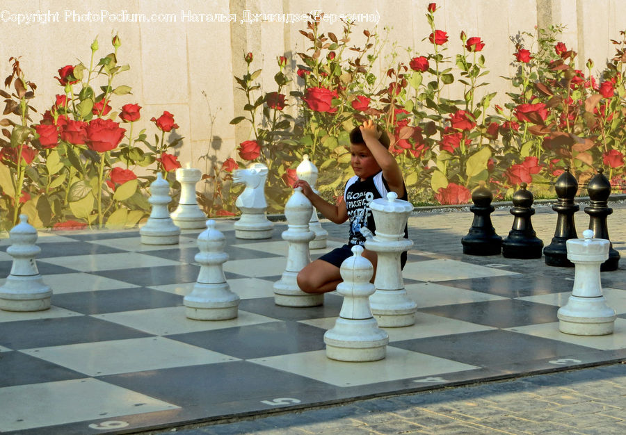 Chess, Game, Plant, Potted Plant, Bonsai, Tree, Floral Design