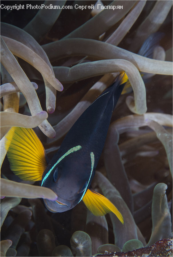 Sea Life, Fish, Surgeonfish, Coral Reef, Outdoors, Reef, Sea