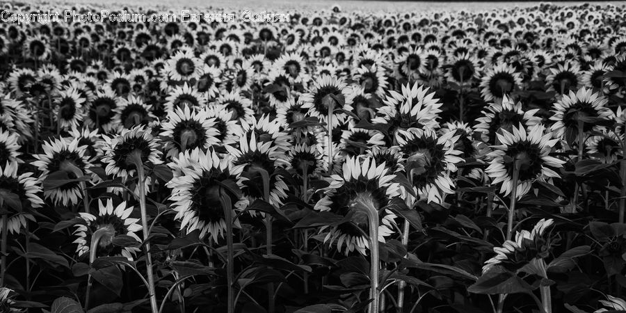Blossom, Flora, Flower, Plant, Sunflower, Field, Grain