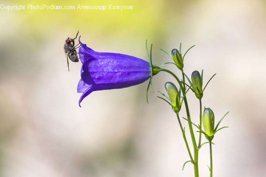 Flora, Pollen, Fiber, Flax, Flower, Plant, Blossom
