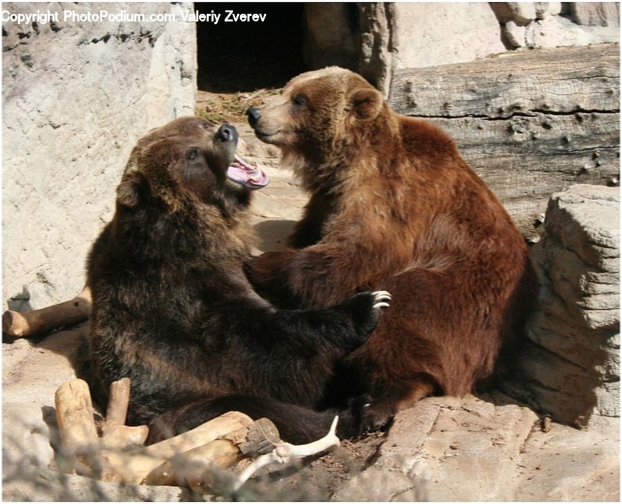 Animal, Bear, Mammal, Brown Bear, Soil