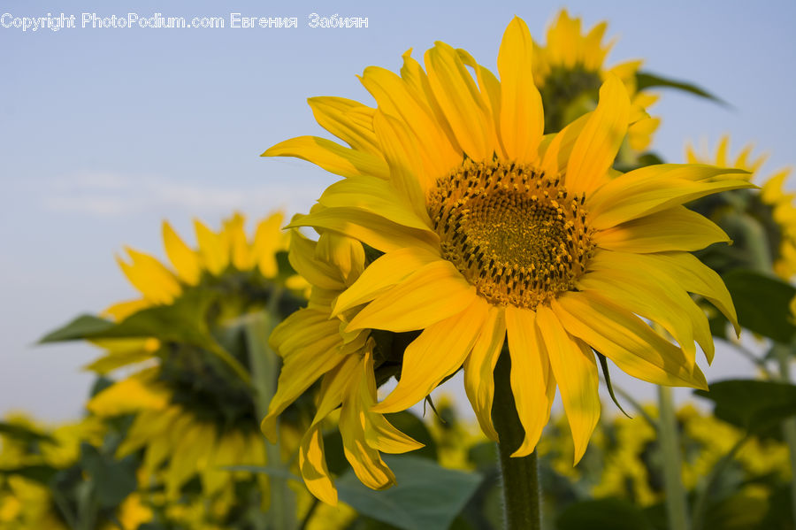 Blossom, Flora, Flower, Plant, Sunflower, Daffodil, Daisies