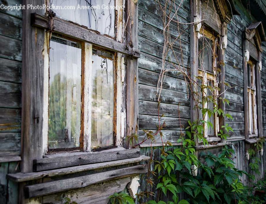 Plant, Potted Plant, Ivy, Vine, Vegetation, Deck, Housing