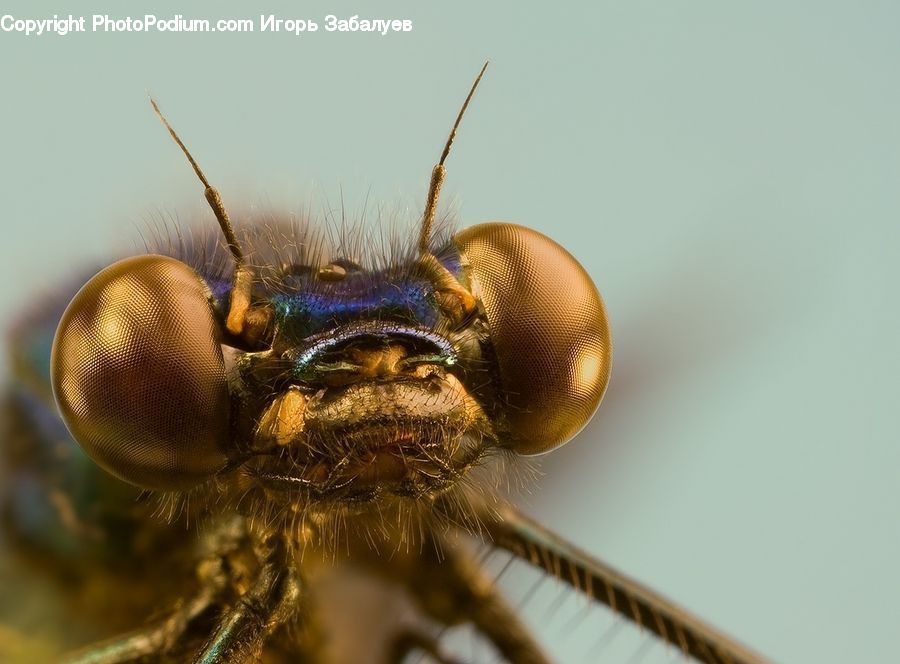Bee, Insect, Invertebrate, Hornet, Wasp, Anisoptera, Dragonfly