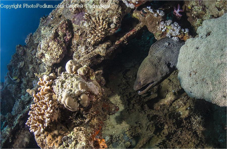 People, Person, Human, Coral Reef, Outdoors, Reef, Sea