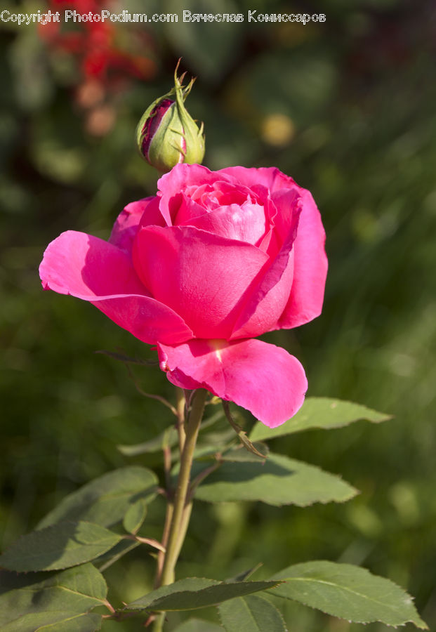 Blossom, Flower, Plant, Rose, Flora, Geranium, Bud