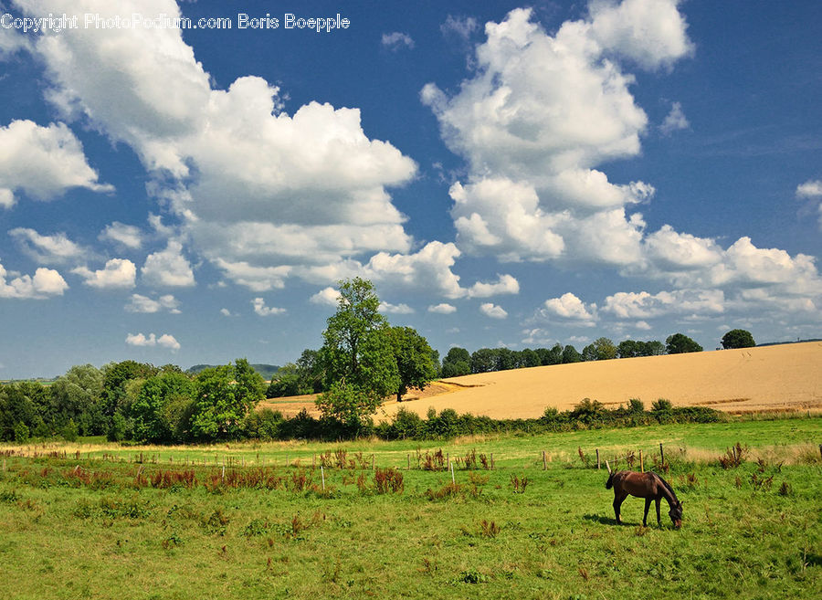 Field, Grass, Grassland, Land, Outdoors, Countryside, Meadow