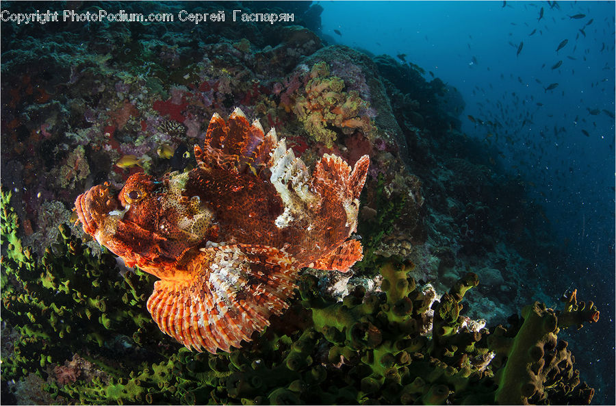 Coral Reef, Outdoors, Reef, Sea, Sea Life, Water, Alcyonacea