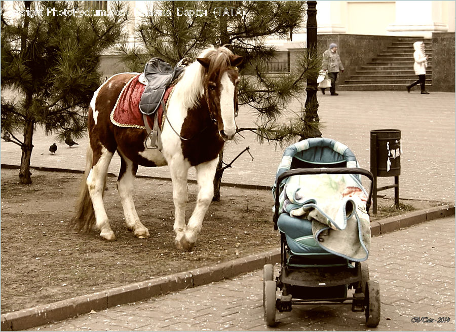 Animal, Horse, Mammal, Scooter, Vehicle, Automobile, Car