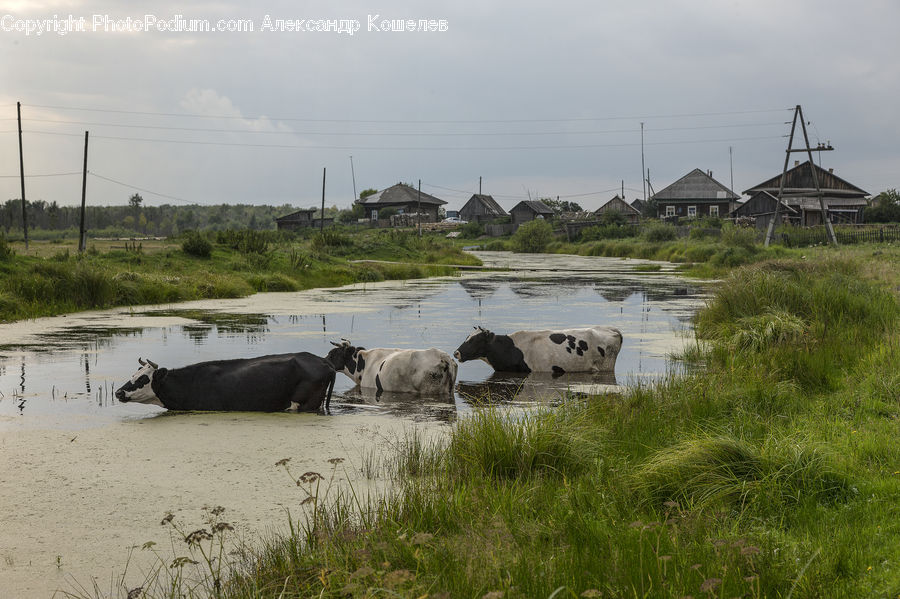 Countryside, Field, Rural, Animal, Buffalo, Bull, Mammal