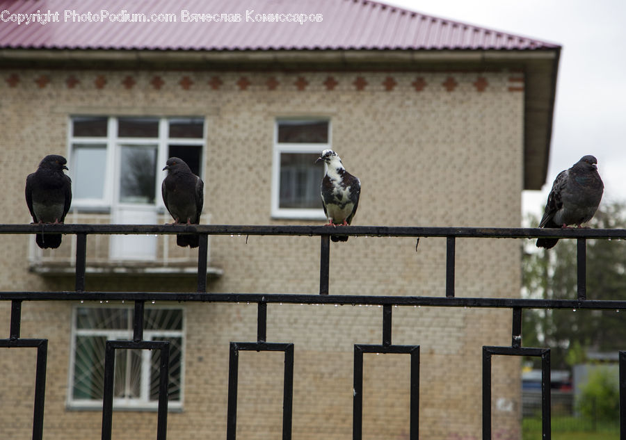 Bird, Pigeon, Blackbird, Crow, Cross, Dove, Lamp Post