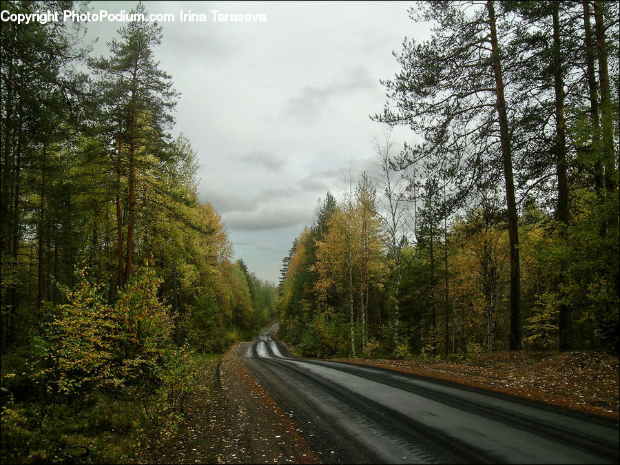 Dirt Road, Gravel, Road, Freeway, Highway, Plant, Tree