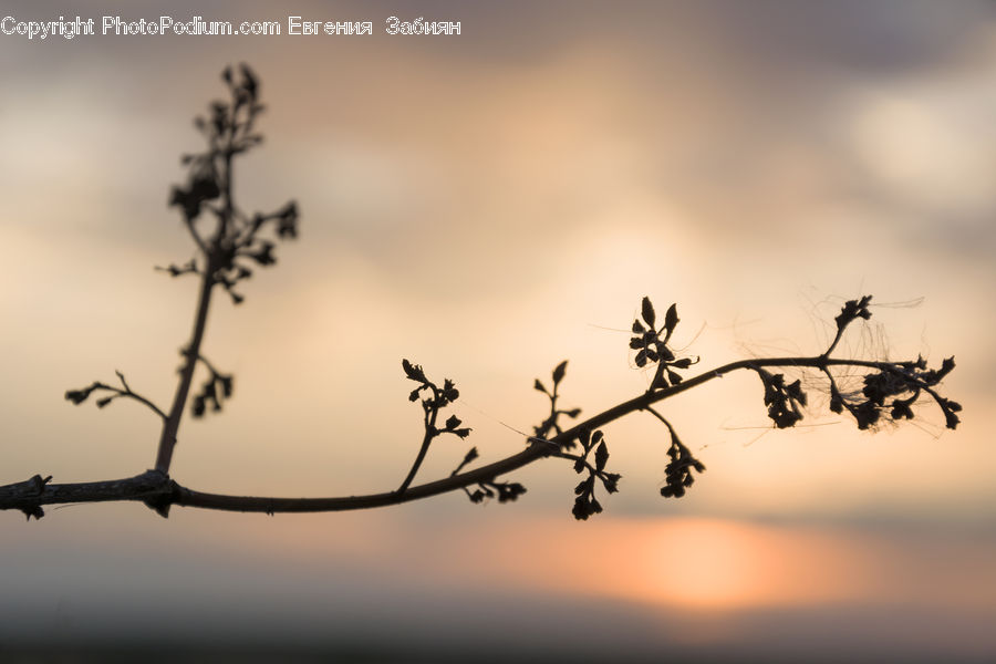 Wire, Plant, Weed, Silhouette, Bonsai, Potted Plant, Tree