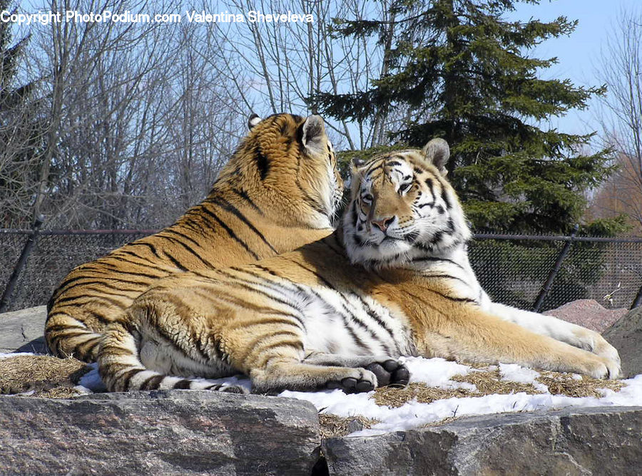 Animal, Mammal, Tiger