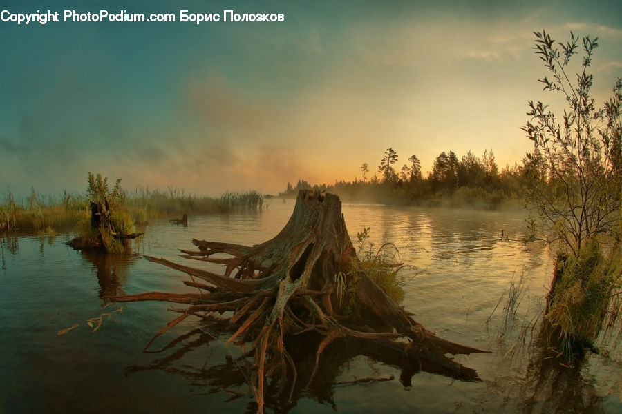 Tree Stump, Lagoon, Lake, Outdoors, Water, Land, Marsh